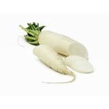 Rettich, weiß, lose