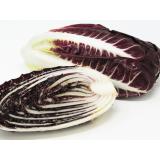 Radicchio, länglich ovale Sorte