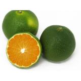Satsuma grün