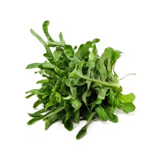 Salat, Eichblatt grün ''Cerbiatta''