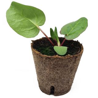 Kräutertopf, Rhabarber