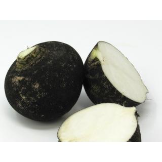 Rettich, schwarz