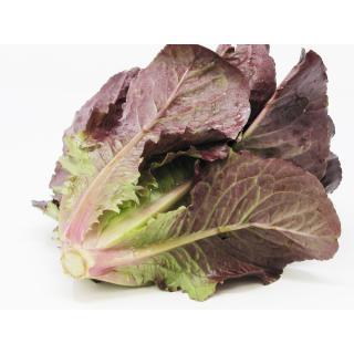 Salat, Romana rot