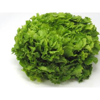 Salat, Frisée - Endivie