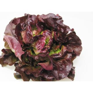 Salat, Kopfsalat rot