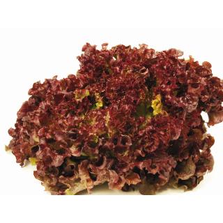 Salat, Lollo Rosso