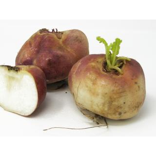 Rübchen violett (Navett)