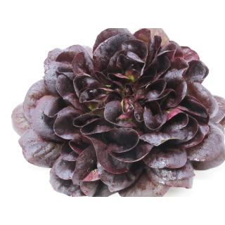 Salat, Salanova rot