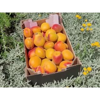 Aprikosen für Marmelade - 2kg Kiste