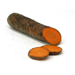 Möhren, ungewaschen