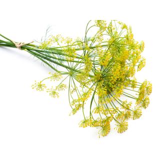 Dillblüten Bund