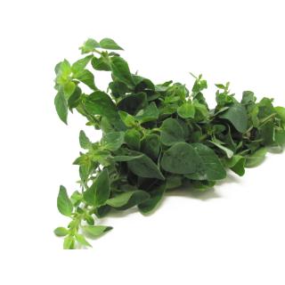 Oregano Bund