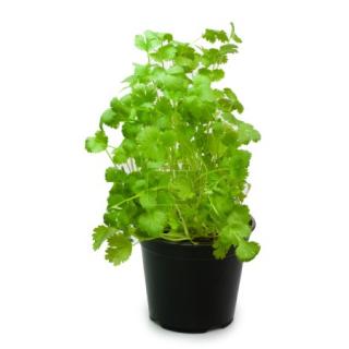 Kräutertopf, Koriander