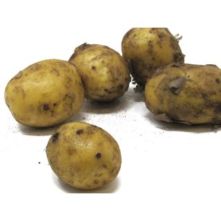 Frühkartoffel Anuschka festk. - 1kg