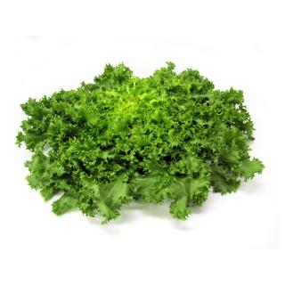 Schnittsalat Endivie