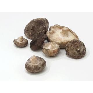 Pilze - Shiitake