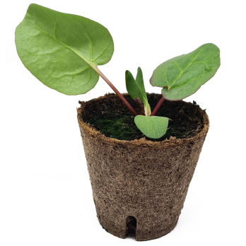 Jungpflanzentopf, Rhabarber