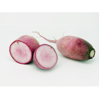 Rettich rosa