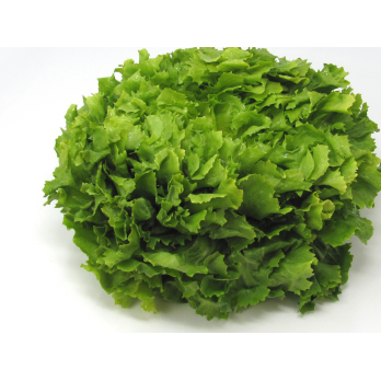 Salat, Frisée - Endivie