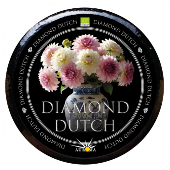 Diamond Dutch 1,5 Jahre