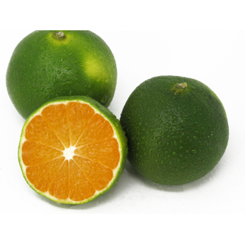Satsuma grün
