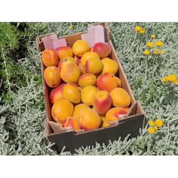 Aprikosen für Marmelade - 2kg Kiste