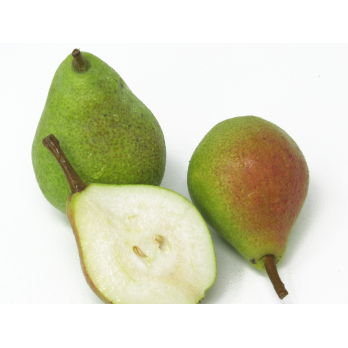 Birne - "Clapps Liebling"