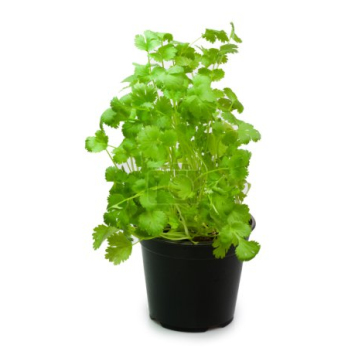 Kräutertopf, Koriander