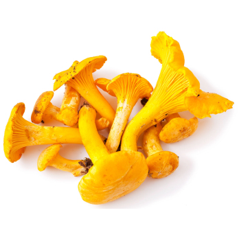 Pilze - Pfifferlinge