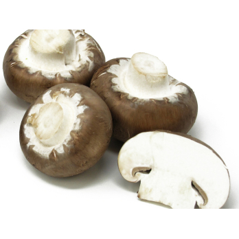 Pilze - Steinchampignons