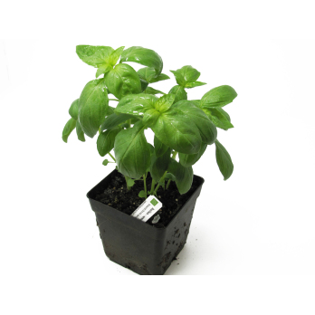 Kräutertopf, Basilikum