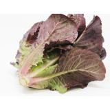 Salat, Romana rot