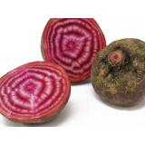 Rote Bete rot-weiß geringelt