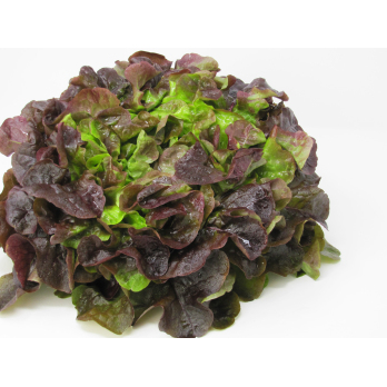 Salat, Eichblatt rot
