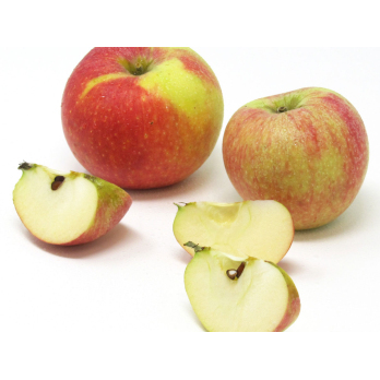 Äpfel - "Alkmene" -  5kg Gebinde