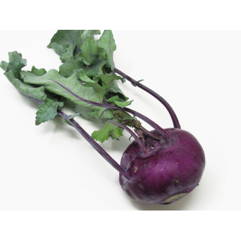 Kohlrabi blau mit Grün