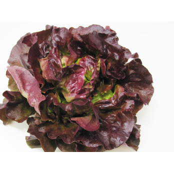 Salat, Kopfsalat rot