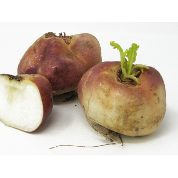Rübchen violett (Navett)