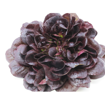 Salat, Salanova rot
