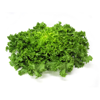 Schnittsalat Endivie